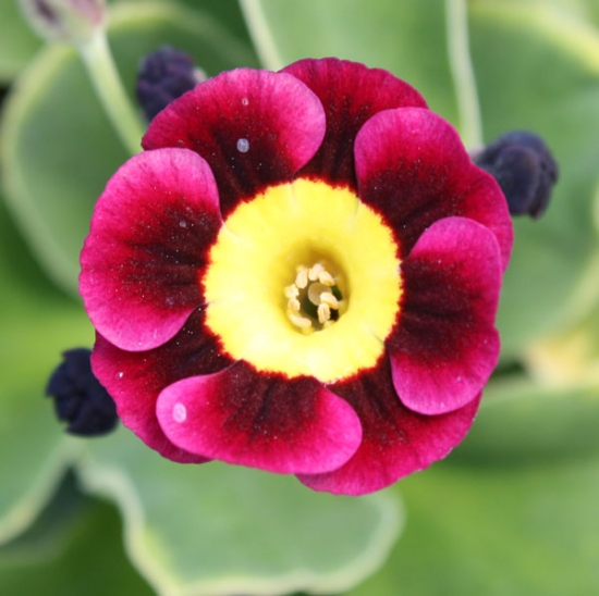 Picture of Primula auricula 'Basuto'