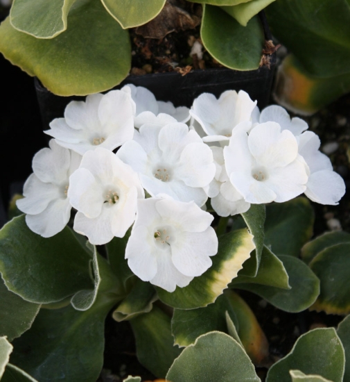 Picture of Primula auricula 'Snow White'