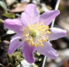 Picture of Anemone nemorosa 'Tilo'