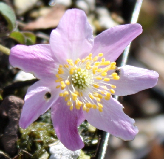 Picture of Anemone nemorosa 'Tilo'