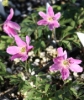 Picture of Anemone nemorosa 'Rotkappchen'