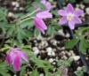 Picture of Anemone nemorosa 'Rotkappchen'