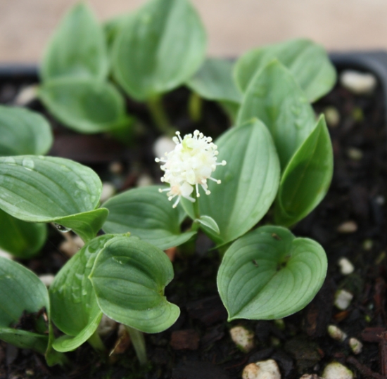 Picture of Maianthemum bifolium var. kamtschaticum 'Minima'