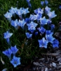 Picture of Gentiana veitchiorum 'Goetterdaemmerung'
