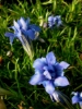 Picture of Gentiana sino-ornata 'Eugens Allerbester'