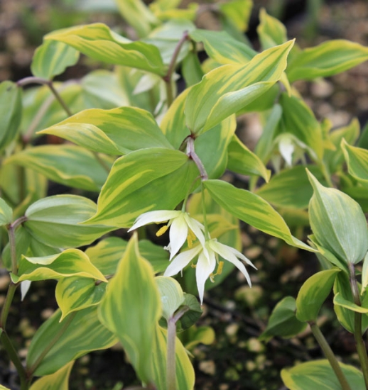 Picture of Disporum smilacinum 'Ki-no-tsukasa'