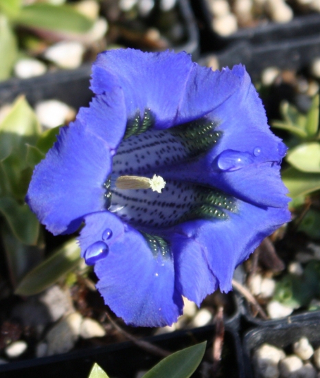 Picture of Gentiana acaulis Hybrid 'Holzmann' lg. pots