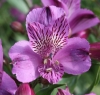 Picture of Alstroemeria 'Azula'