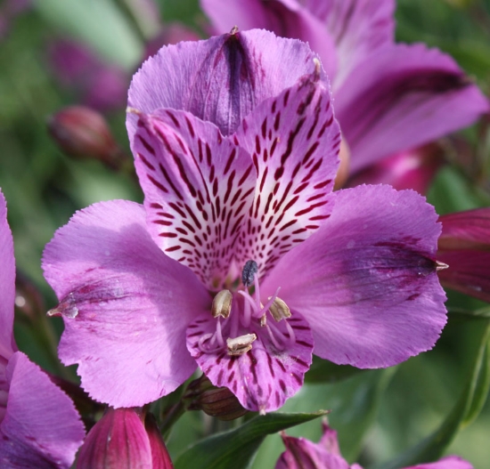 Picture of Alstroemeria 'Azula'