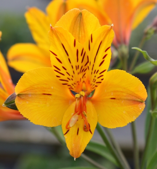 Picture of Alstroemeria 'Sussex Gold'
