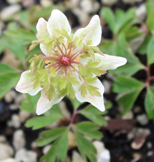 Picture of Anemone nemorosa 'Green Fingers'