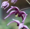 Picture of Epimedium acuminatum 'Night Mistress'
