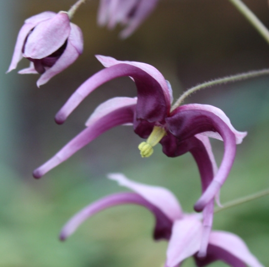 Picture of Epimedium acuminatum 'Night Mistress'