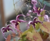 Picture of Epimedium acuminatum 'Night Mistress'
