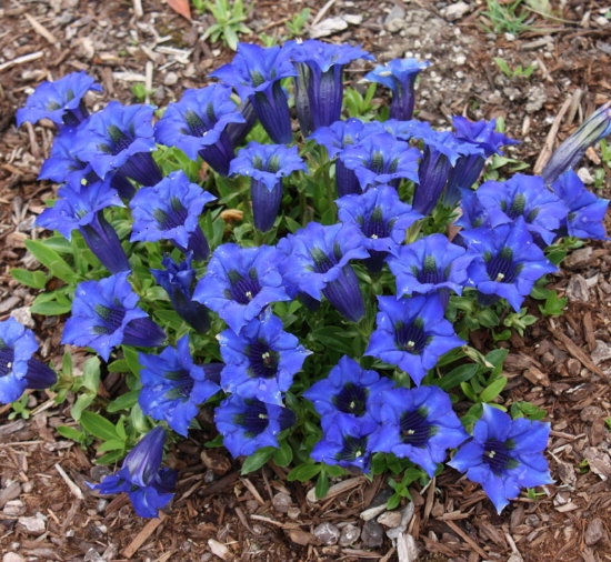 Picture of Gentiana acaulis Hybrid 'Renate'