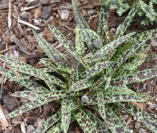 Picture of Ledebouria stenophylla 'Gary Hammer'