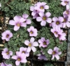Picture of Oxalis 'Ione Hecker'