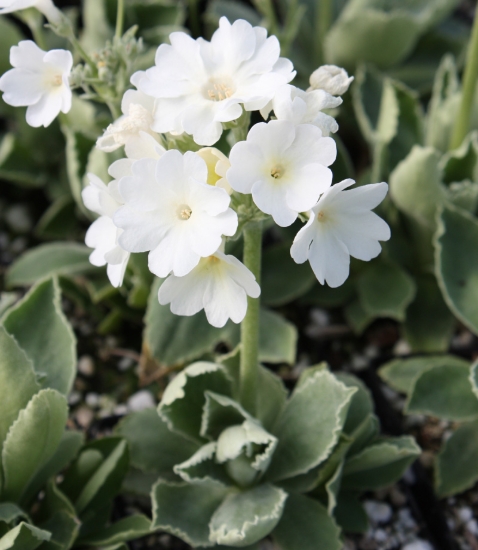 Picture of Primula 'Petite Tootsie'