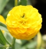 Picture of Ranunculus acris 'Flore Pleno'