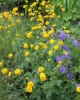 Picture of Ranunculus acris 'Flore Pleno'