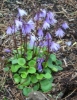 Picture of Soldanella alpina