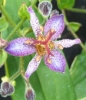 Picture of Tricyrtis formosana 'Autumn Glow'