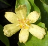 Picture of Tricyrtis ohsumiensis
