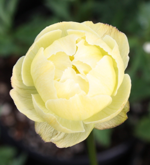 Picture of Trollius 'Alabaster'