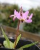 Picture of Dodecatheon alpinum