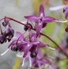 Picture of Epimedium grandiflorum 'Dark Side'