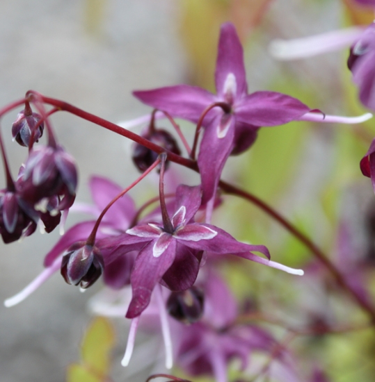 Picture of Epimedium grandiflorum 'Dark Side'