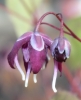 Picture of Epimedium grandiflorum 'Dark Side'