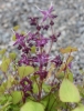Picture of Epimedium grandiflorum 'Dark Side'