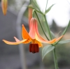 Picture of Lilium canadense BR