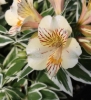 Picture of Alstroemeria 'Princess Fabiana'