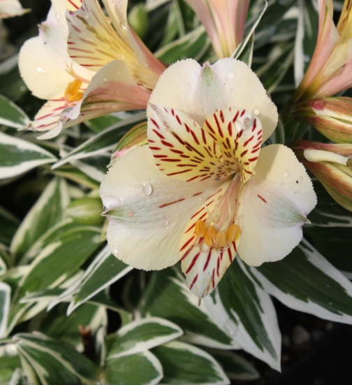 Picture of Alstroemeria 'Princess Fabiana'