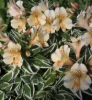 Picture of Alstroemeria 'Princess Fabiana'
