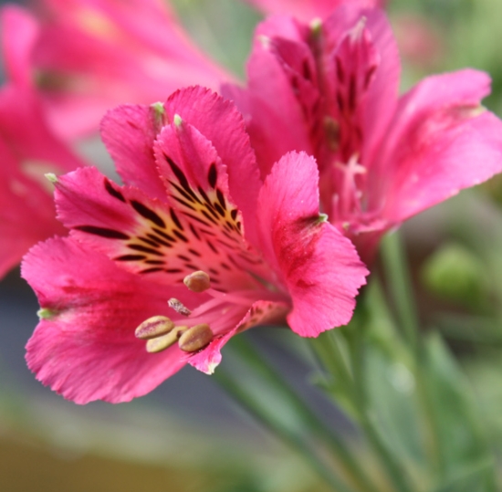 Picture of Alstroemeria 'Patricia Lynn'