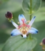 Picture of Tricyrtis 'Blue Wonder'