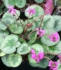 Picture of Cyclamen purpurascens "Christmas Tree"