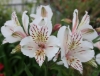 Picture of Alstroemeria 'Casablanca'