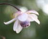 Picture of Anemonopsis macrophylla