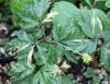 Picture of Anemone nemorosa 'Jan'