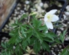 Picture of Anemone nemorosa 'Jan'