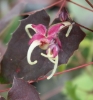 Picture of Epimedium 'Flame Thrower'