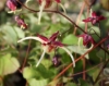 Picture of Epimedium 'Flame Thrower'