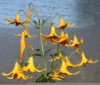 Picture of Lilium canadense yellow BR