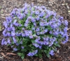 Picture of Pulmonaria 'Blue Bun'