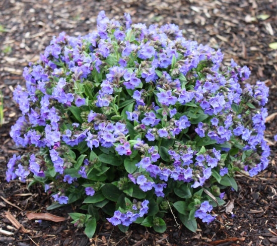 Picture of Pulmonaria 'Blue Bun'