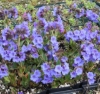 Picture of Pulmonaria 'Blue Bun'